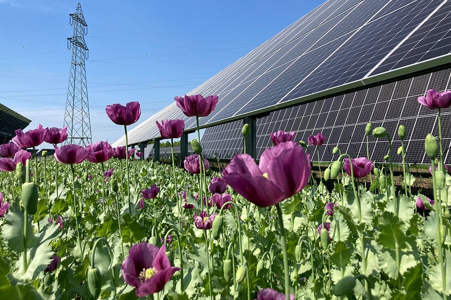 EWS Sonnenfeld, Agri-PV-Anlage mit Mehrfachnutzung, vorrangiger landwirtschaftlicher Nutzung, maximaler Stromerzeugung